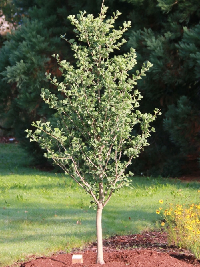 Goldspire™ - Ginkgo biloba from Winding Creek Nursery