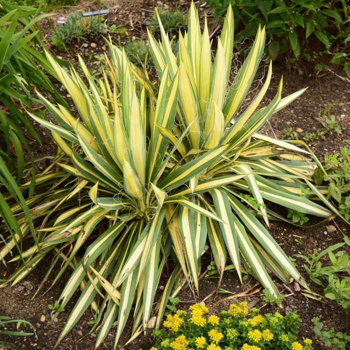 'Golden Sword' Adam's Needle - Yucca filamentosa from Winding Creek Nursery