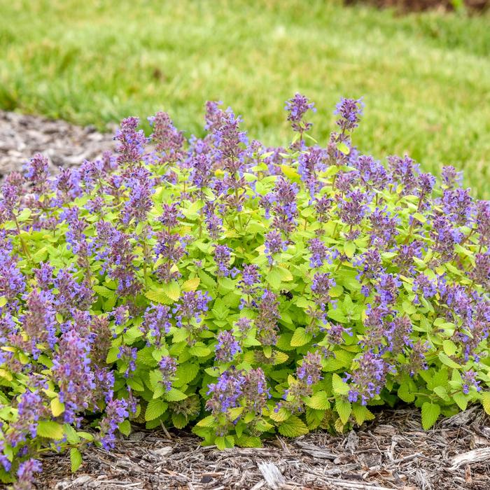 'Lemon Purrfection' Catmint - Nepeta from Winding Creek Nursery