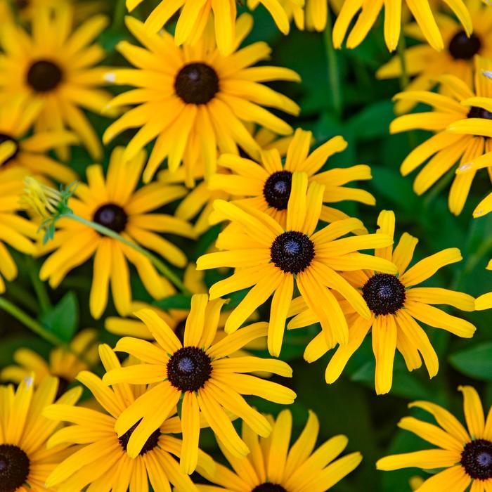 'Treasure Trove' Black-Eyed Susan - Rudbeckia from Winding Creek Nursery