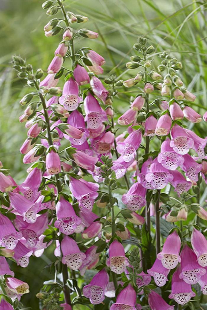 'Pink Panther' Foxglove - Digitalis from Winding Creek Nursery