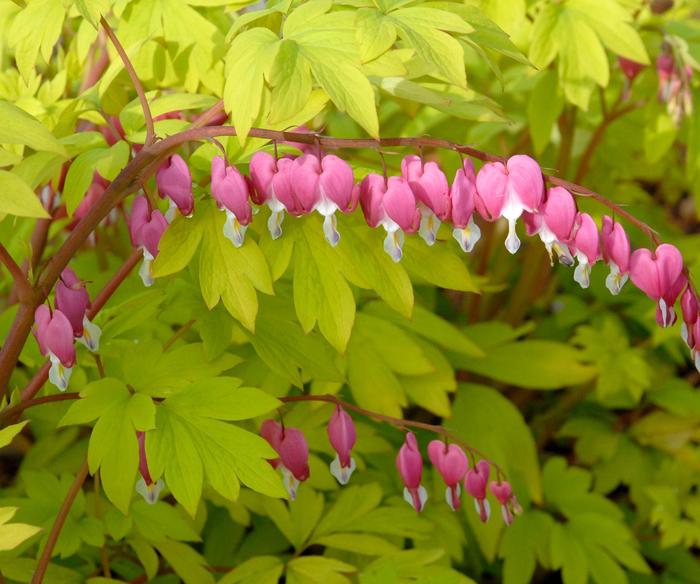 'Gold Heart' Bleeding Heart - Dicentra spectabilis from Winding Creek Nursery