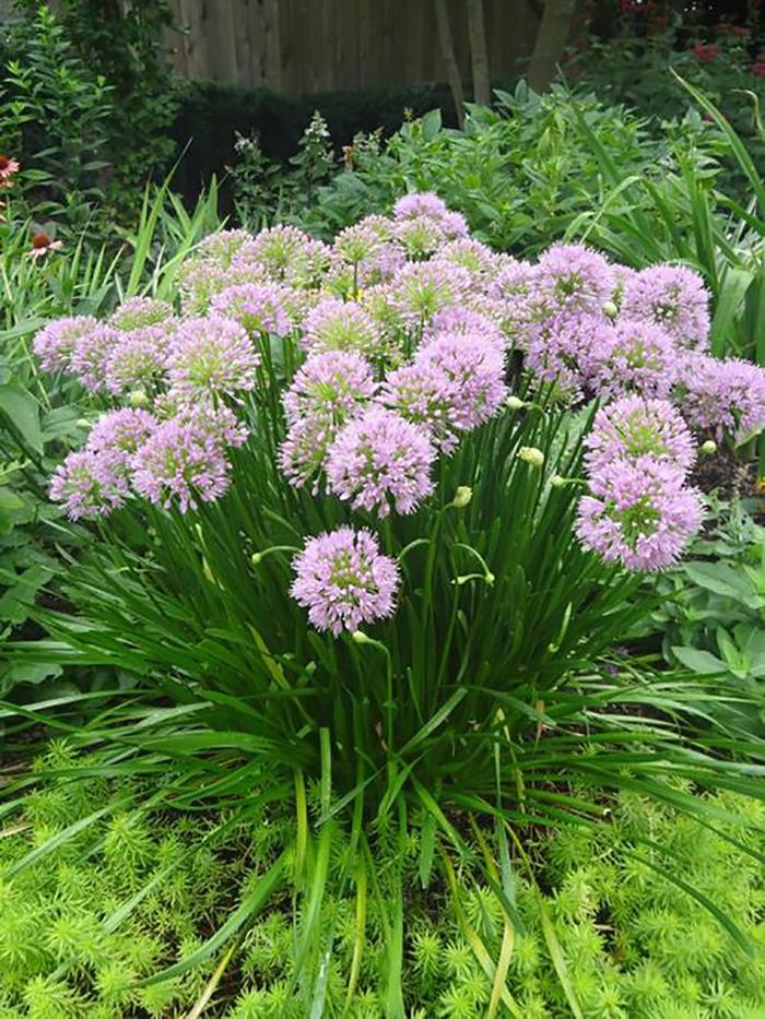 'Summer Beauty' Ornamental Onion - Allium lusitanicum from Winding Creek Nursery