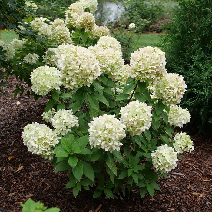 Powerball&reg; - Hydrangea paniculata from Winding Creek Nursery