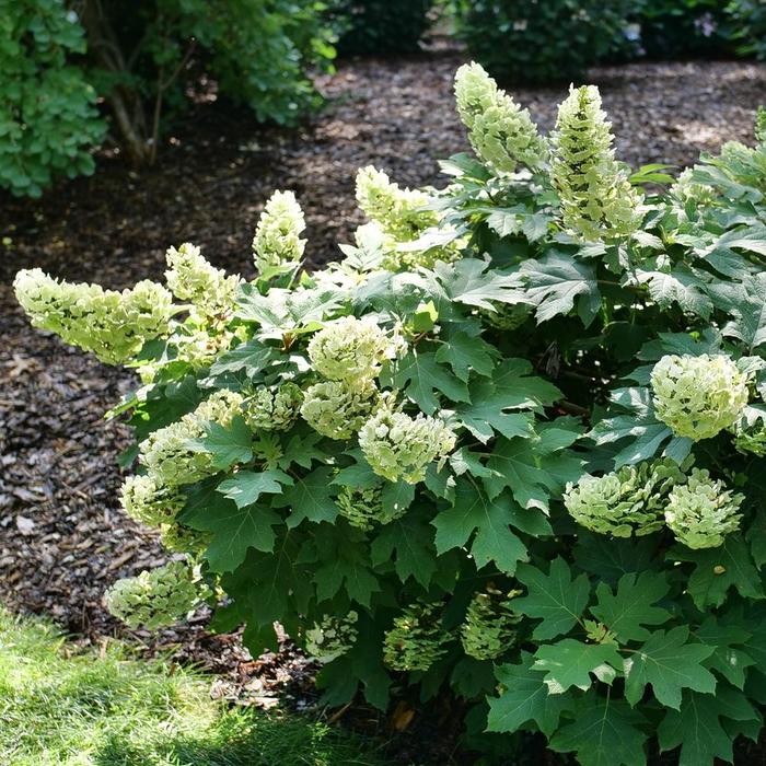 Gatsby Glow Ball&reg; Oakleaf Hydrangea - Hydrangea quercifolia 'Gatsby Glow Ball' from Winding Creek Nursery