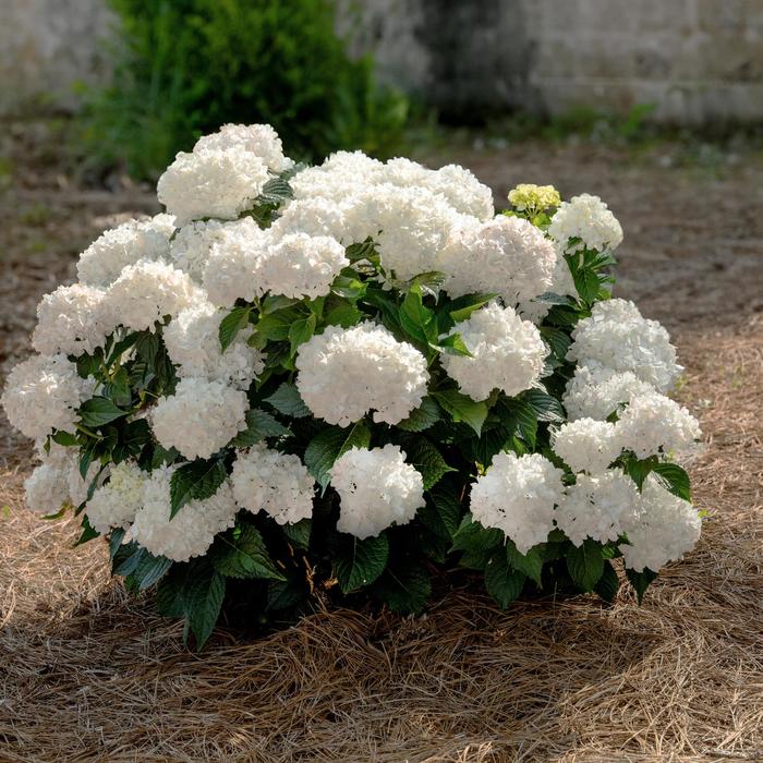 Endless Summer® Dreamcloud® Bigleaf Hydrangea - Hydrangea macrophylla from Winding Creek Nursery