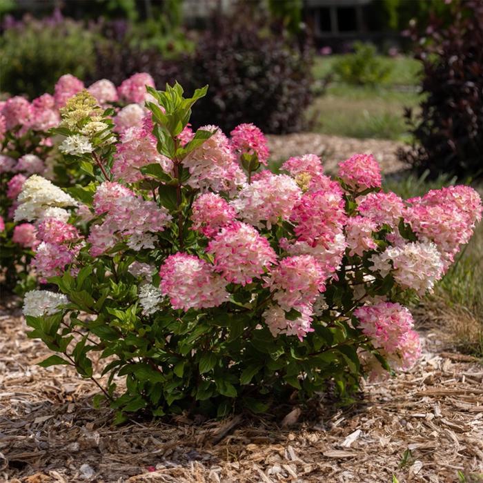 Spring Sizzle&trade; Panicle Hydrangea - Hydrangea paniculata from Winding Creek Nursery