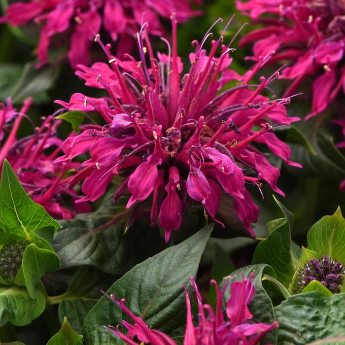 BeeMine&trade; Purple - Monarda didyma (Bee Balm) from Winding Creek Nursery