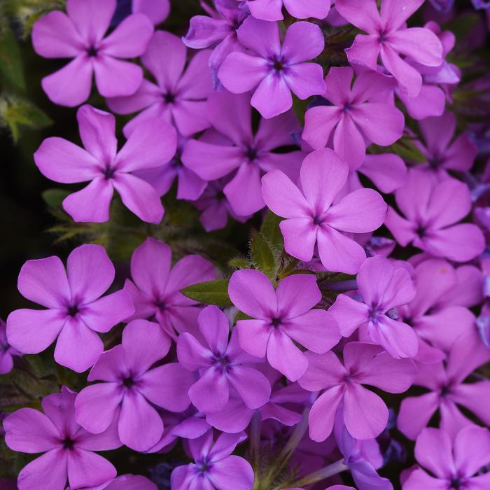 Candy Cloud&trade; Pink - Phlox from Winding Creek Nursery