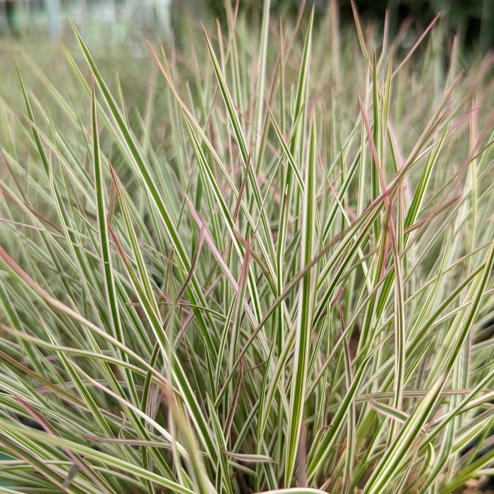 'Chameleon' Little Bluestem Grass - Schizachyrium scoparium from Winding Creek Nursery