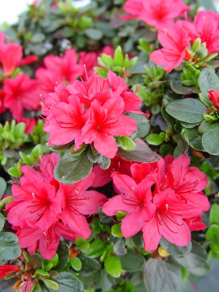 'Hino Crimson' Evergreen Azalea - Rhododendron Kurume Hybrid from Winding Creek Nursery