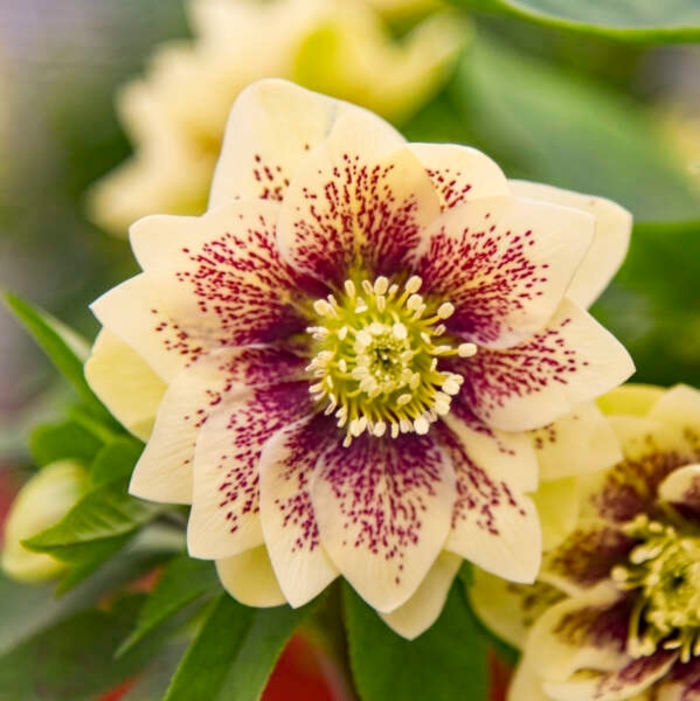 Wedding Party&reg; 'Father of the Bride' - Helleborus (Lenten Rose) from Winding Creek Nursery