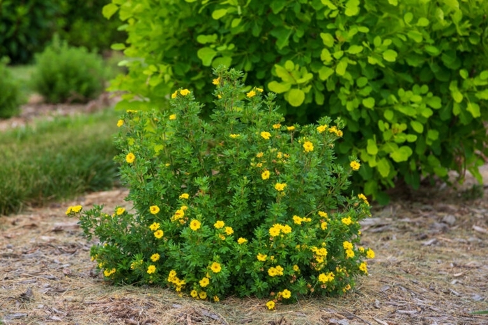 Pineapple Tart&trade; Shrubby Cinquefoil - Potentilla fruticosa from Winding Creek Nursery