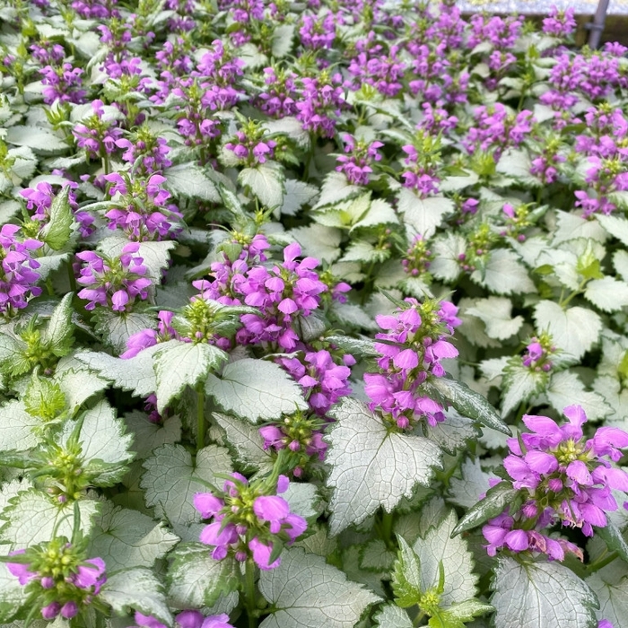 'Ghost' - Lamium maculatum from Winding Creek Nursery