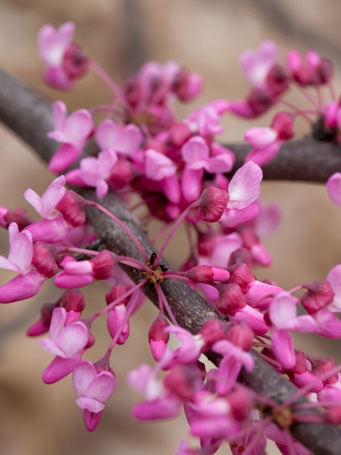 Heart's Desire&trade; Redbud - Cercis canadensis from Winding Creek Nursery