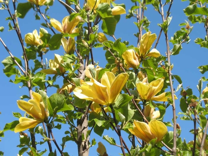 'Judy Zuk' - Magnolia from Winding Creek Nursery