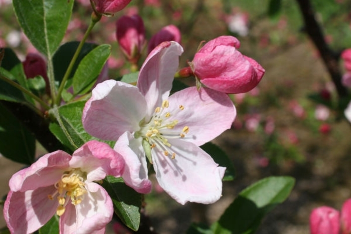 'Pink Sparkles' Crabapple - Malus from Winding Creek Nursery