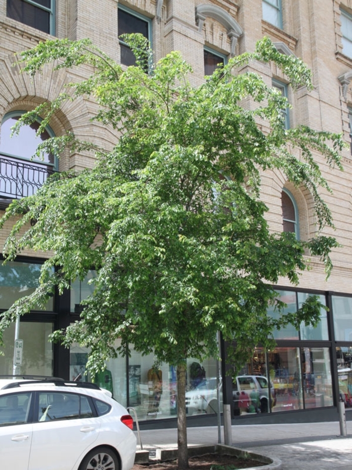 'Frontier' Elm - Ulmus from Winding Creek Nursery