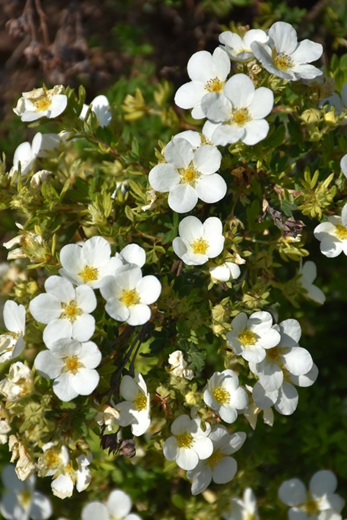'McKay's White' - Potentilla fruticosa from Winding Creek Nursery