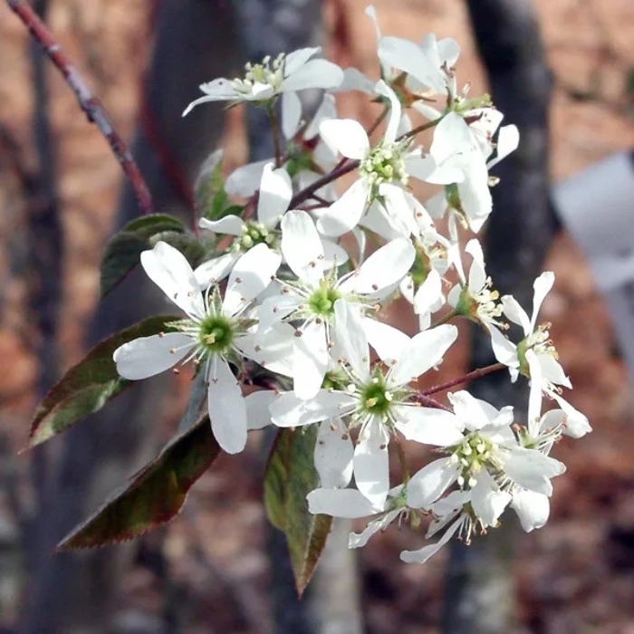 'Rainbow Pillar&reg;' Serviceberry - Amelanchier canadensis from Winding Creek Nursery