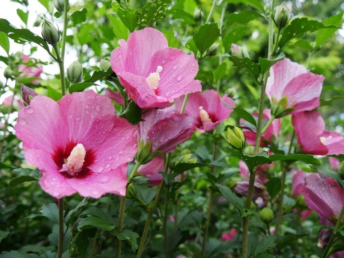 'Lil' Kim&reg; Red' Rose of Sharon - Hibiscus syriacus from Winding Creek Nursery