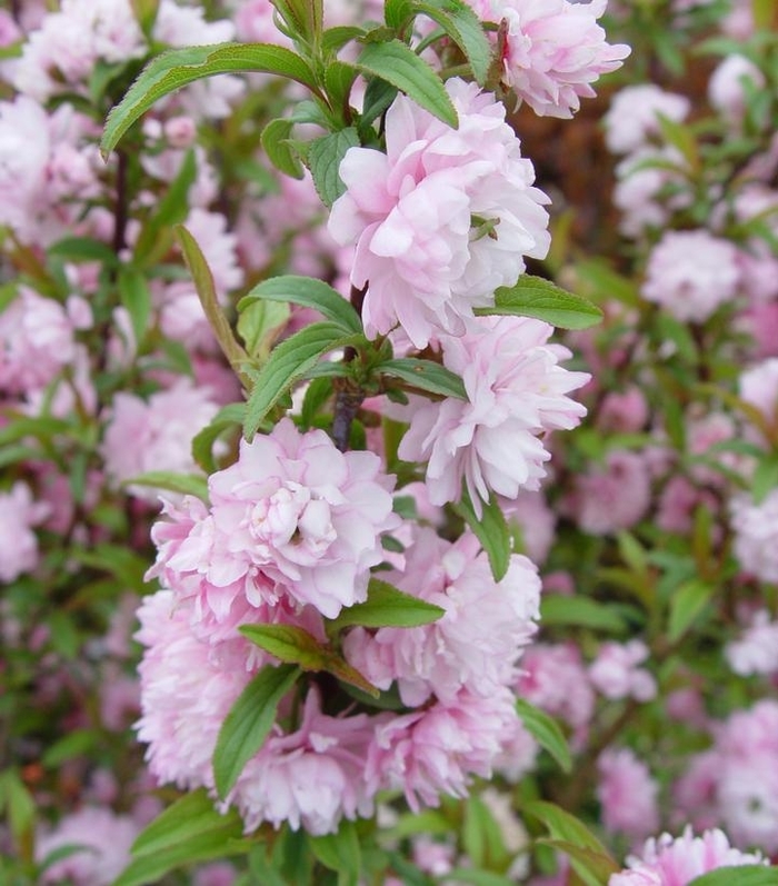 'Rosea Plena' Pink Flowering Almond - Prunus glandulosa from Winding Creek Nursery