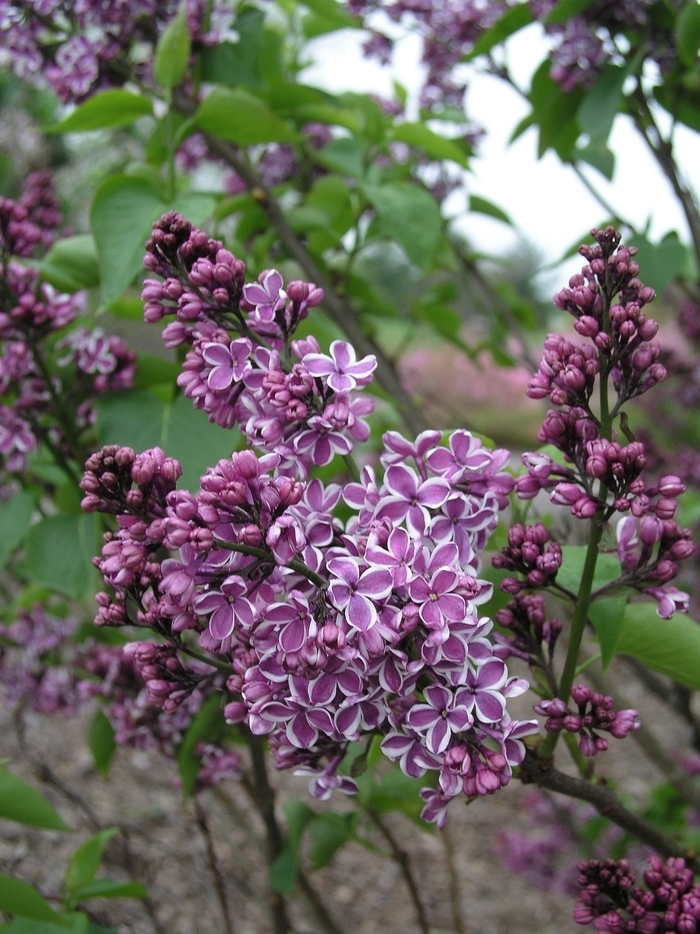 'Sensation' Lilac - Syringa vulgaris from Winding Creek Nursery