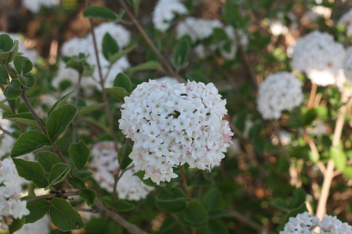 'Spice Baby™' Koreanspice Viburnum - Viburnum carlesii from Winding Creek Nursery