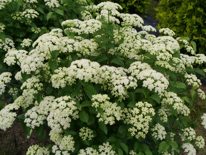 ''Blue Muffin®'' Arrowwood Viburnum - Viburnum dentatum from Winding Creek Nursery