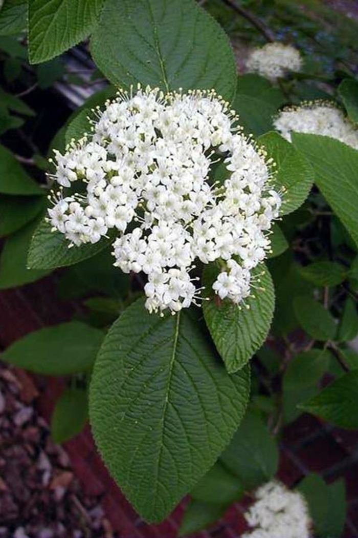 ''Mohican'' Wayfaringtree Viburnum - Viburnum lantana from Winding Creek Nursery