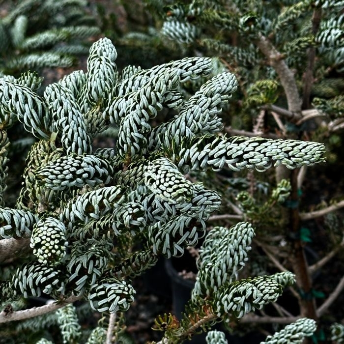 'Silver Show' Korean Fir - Abies koreana from Winding Creek Nursery