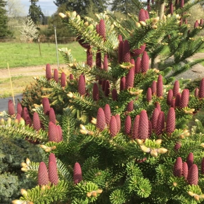 'Starker's Dwarf' Korean Fir - Abies koreana from Winding Creek Nursery