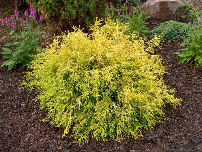 'Golden Mop' Japanese Falsecypress - Chamaecyparis pisifera from Winding Creek Nursery