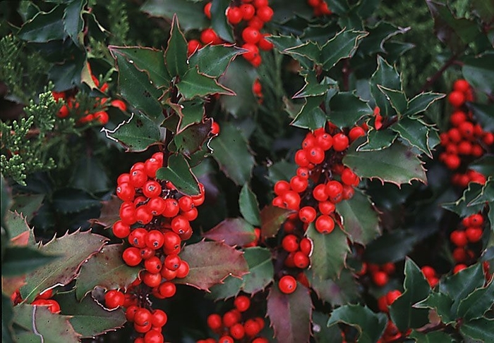'Blue Duet' Prince Princess Holly - Ilex x meserveae from Winding Creek Nursery