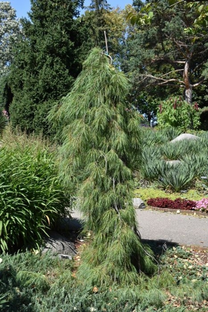 'Angel Falls' Eastern White Pine - Pinus strobus from Winding Creek Nursery