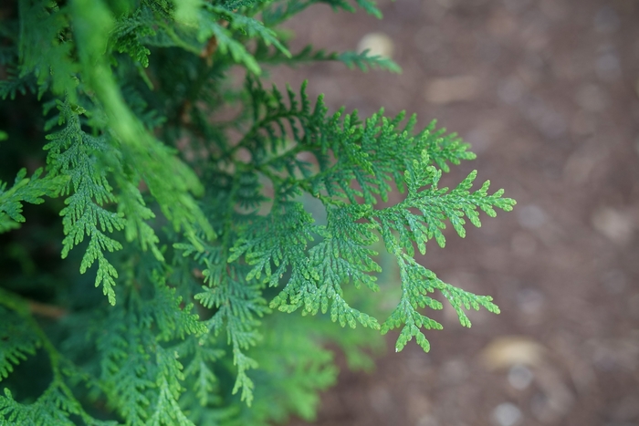 'Dark Green' Arborvitae - Thuja occidentalis from Winding Creek Nursery
