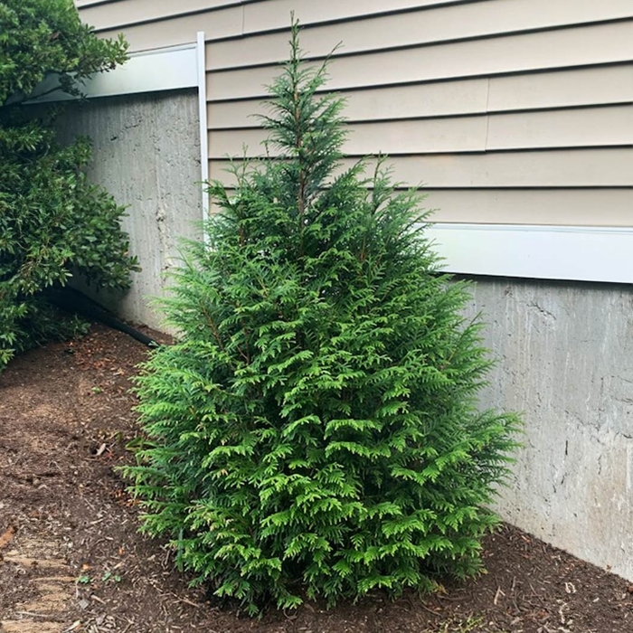 'Leprechaun' Arborvitae - Thuja plicata x slandishii from Winding Creek Nursery