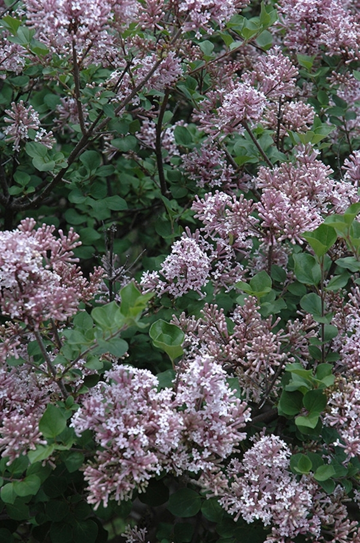 'Palibin' Dwarf Korean Lilac - Syringa meyeri from Winding Creek Nursery