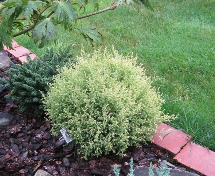 'Cream Ball' Falsecypress - Chamaecyparis pisifera from Winding Creek Nursery