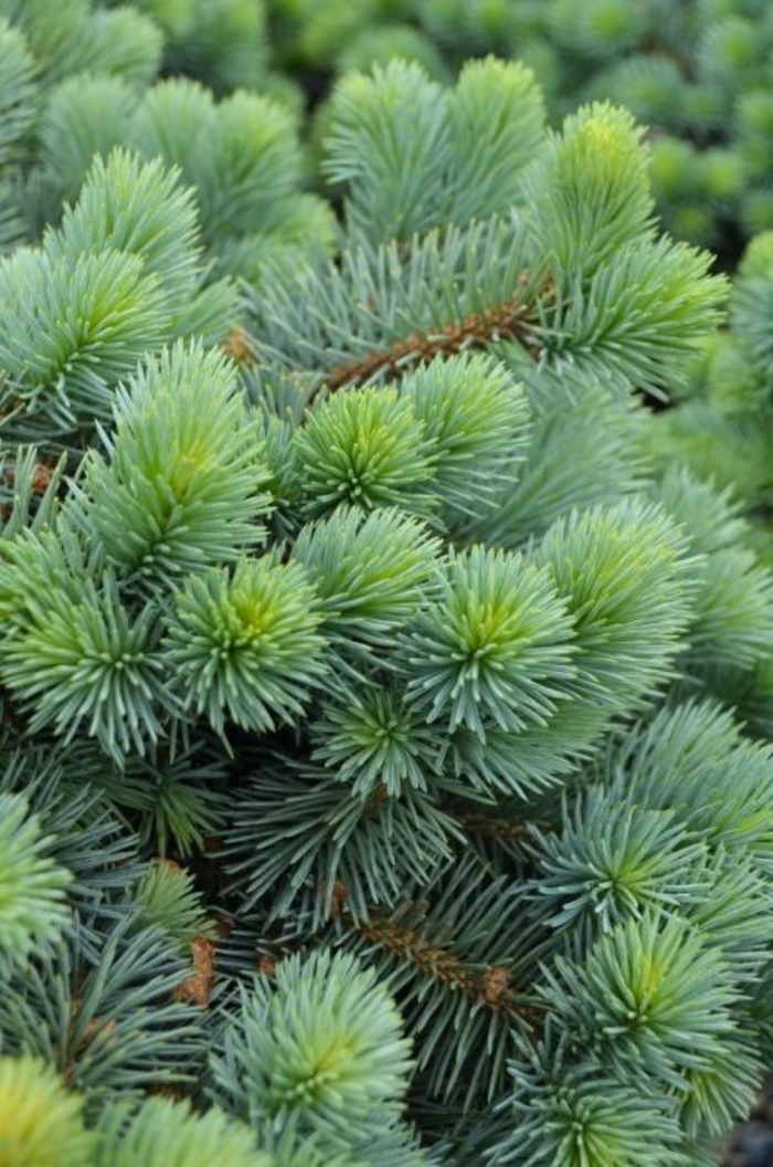 'Christina' Colorado Blue Spruce - Picea pungens from Winding Creek Nursery
