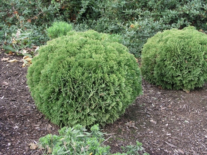 'Danica' Arborvitae - Thuja occidentalis from Winding Creek Nursery