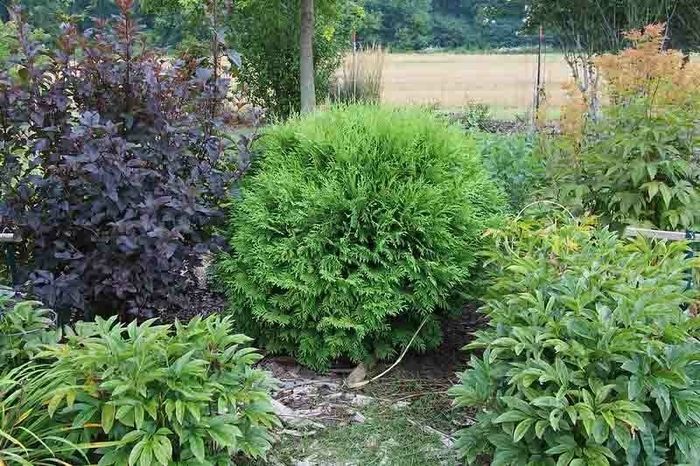 'Woodwardii' Arborvitae - Thuja occidentalis from Winding Creek Nursery