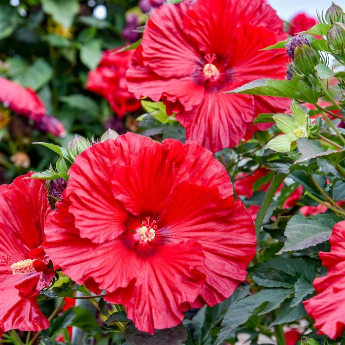 Summerific&reg; 'Garnet Globes' - Hibiscus (Rose Mallow) from Winding Creek Nursery